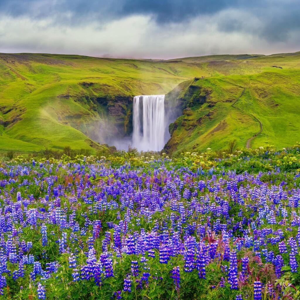 Flowers in Iceland 💜
